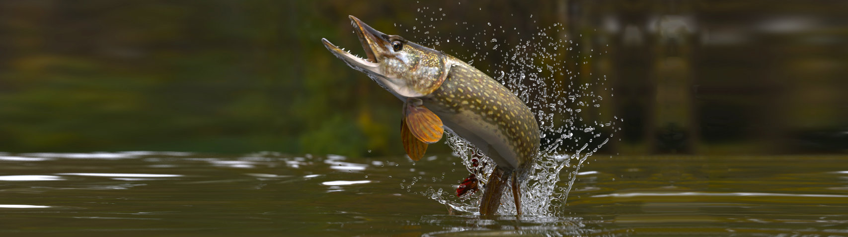 Fische erkennen