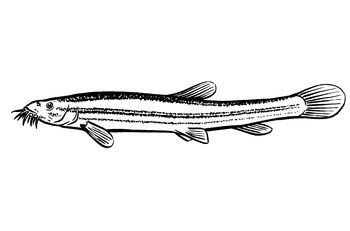 Schlammpeitzger